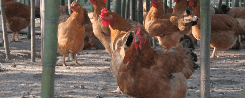 葡萄糖可以长期喂鸡吗，附葡萄糖的主要作用