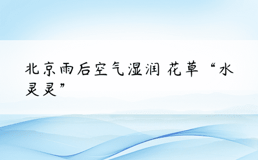 北京雨后空气湿润 花草“水灵灵”